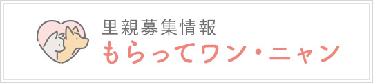 里親募集情報 もらってワン・ニャン