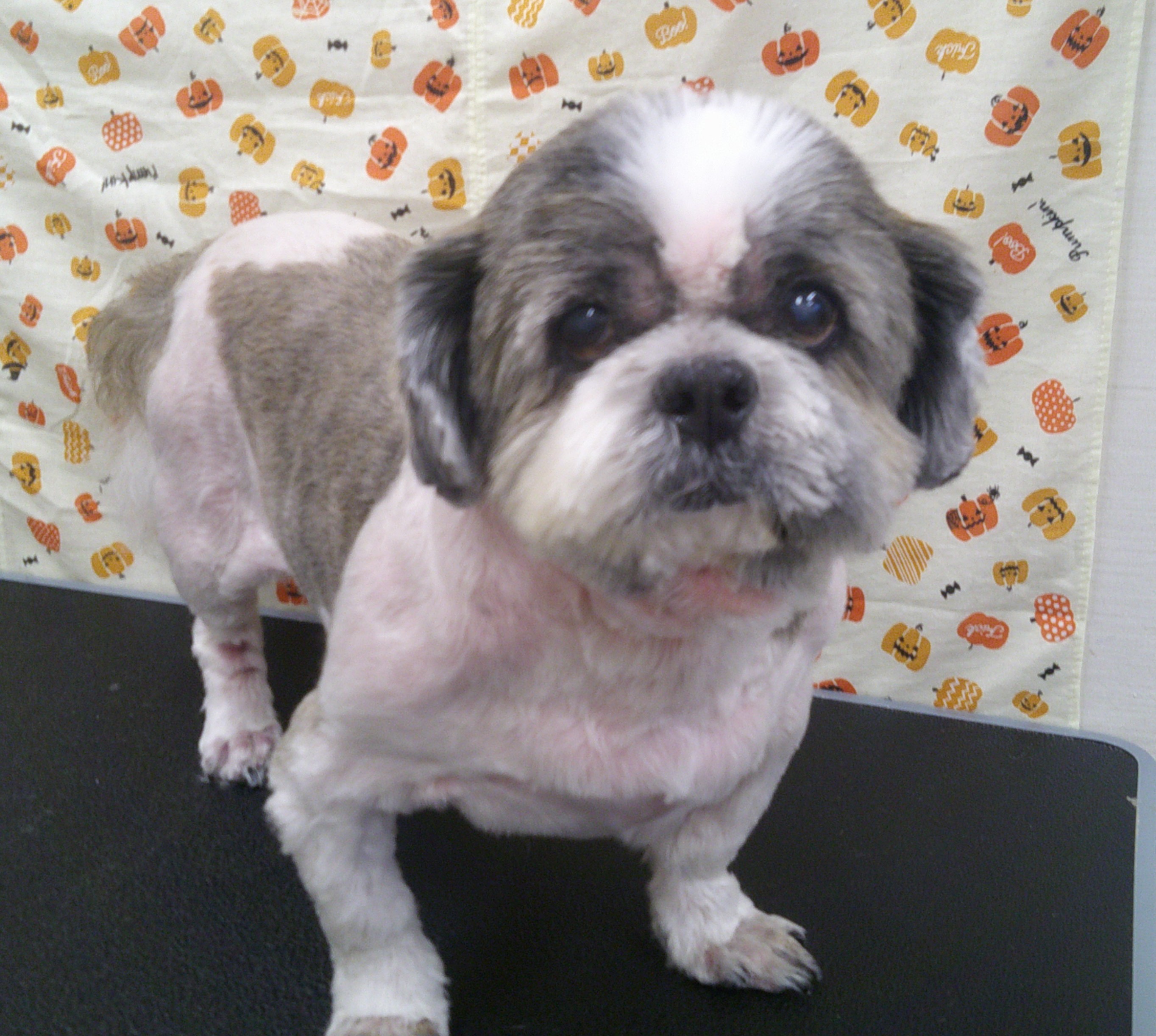 2025.10.17 シズ三郎くん