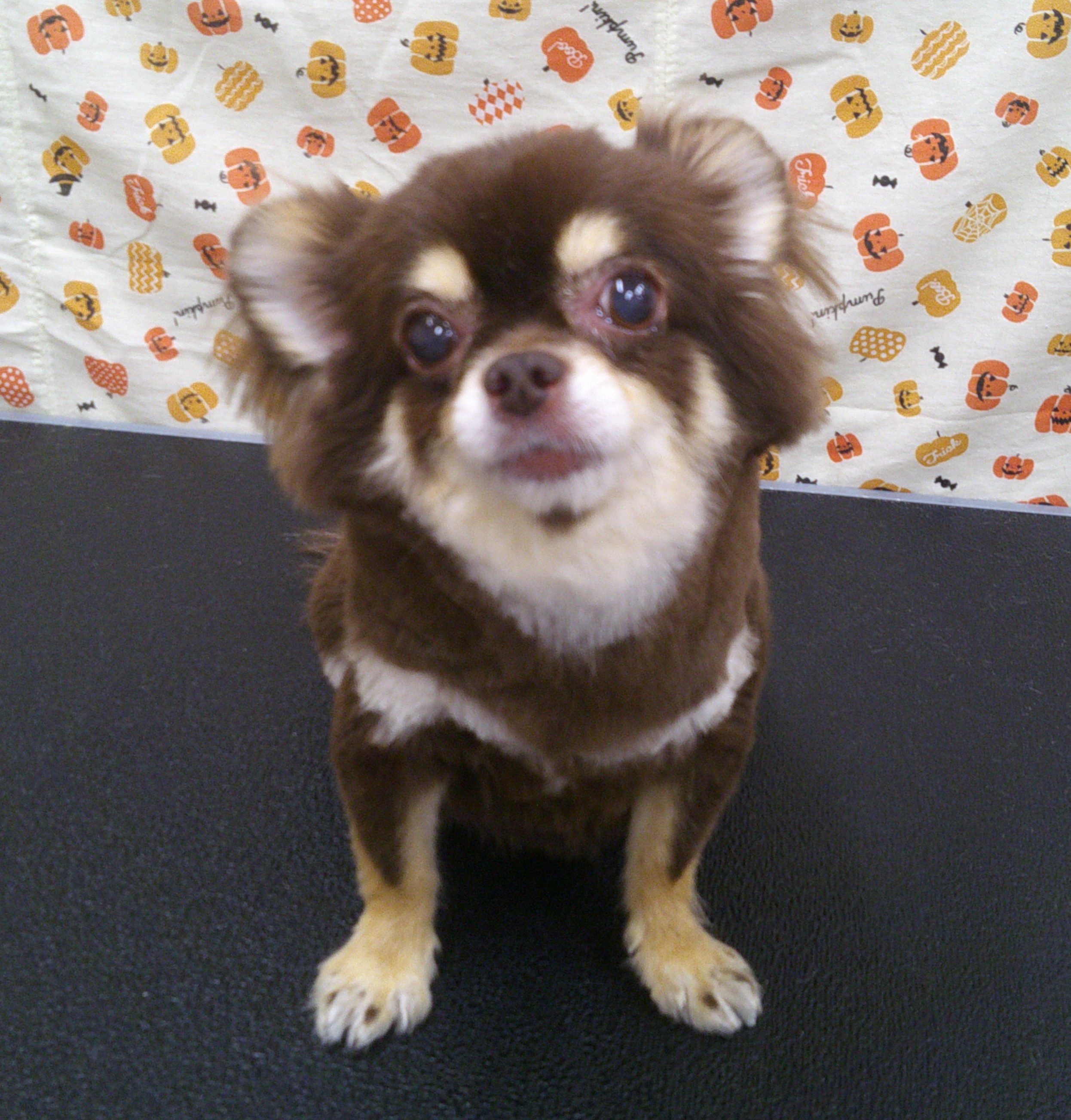 2025.10.19 マロンちゃん