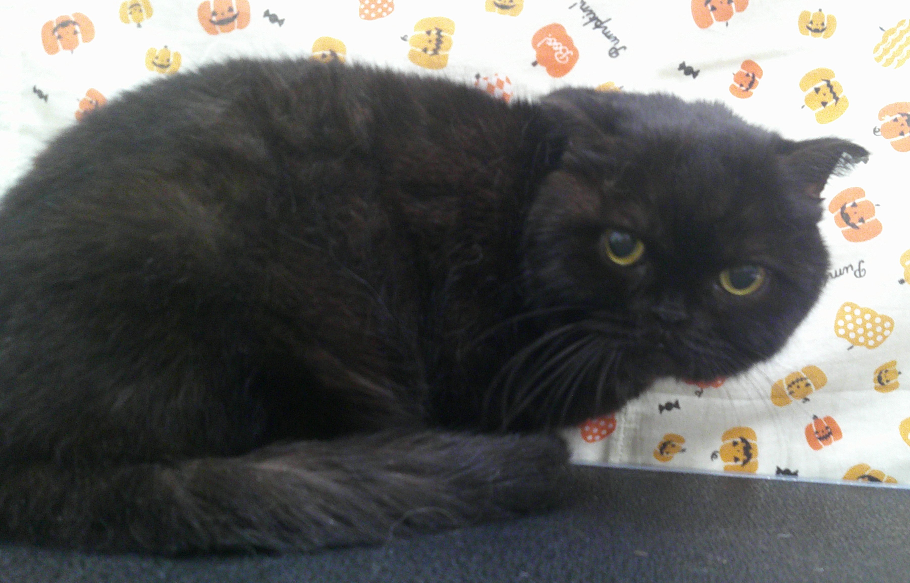 2025.10.26 エイトくん