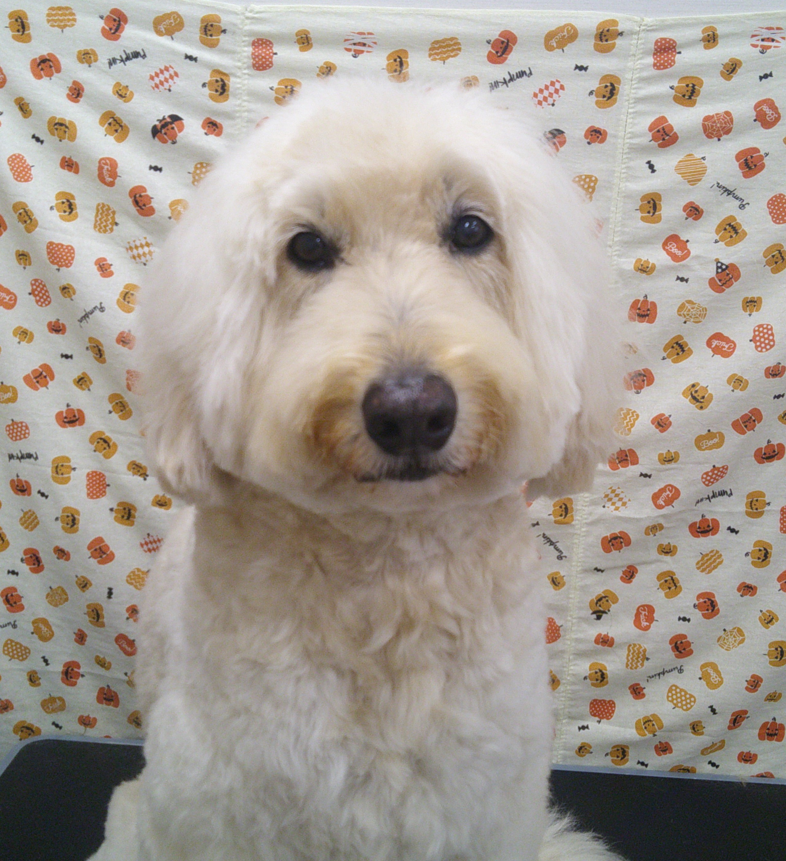 2025.10.27 リンちゃん