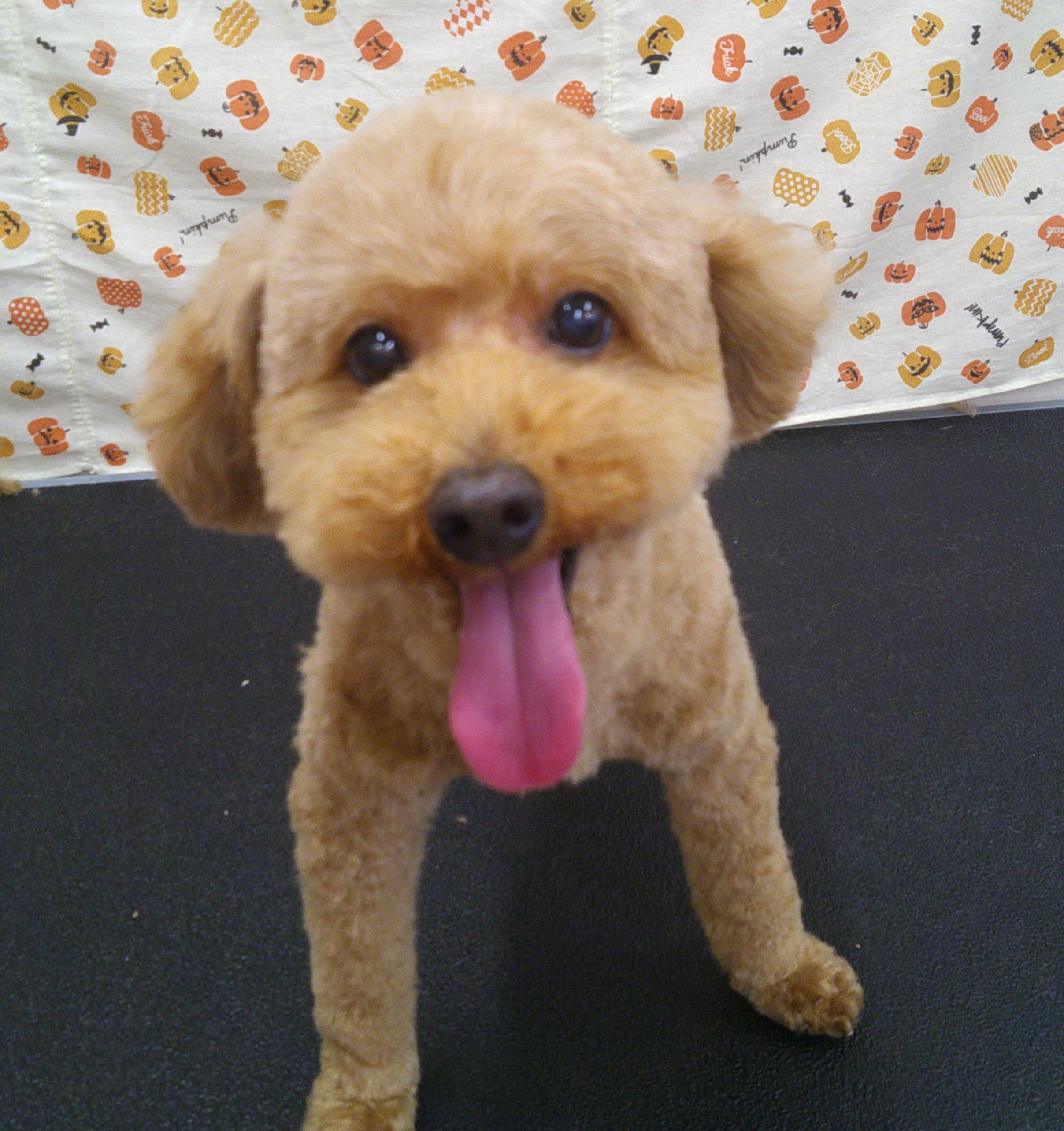 2025.11.01 ピョルくん