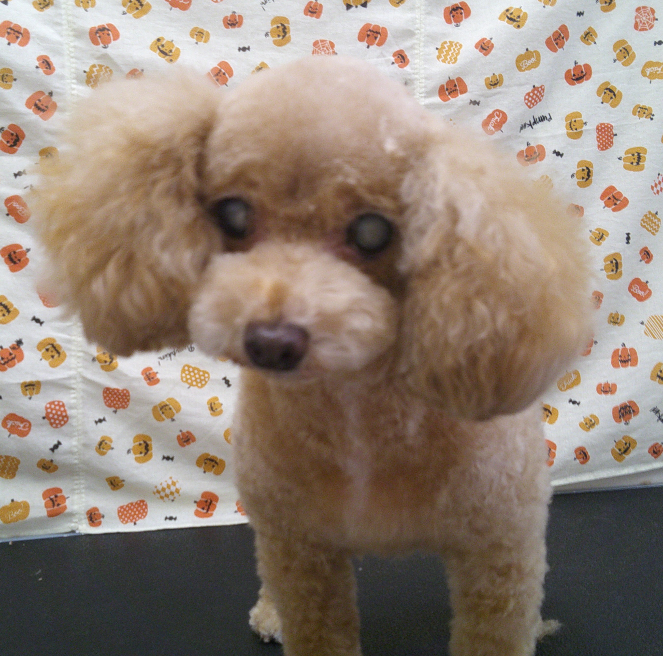 2025.11.01 モコちゃん