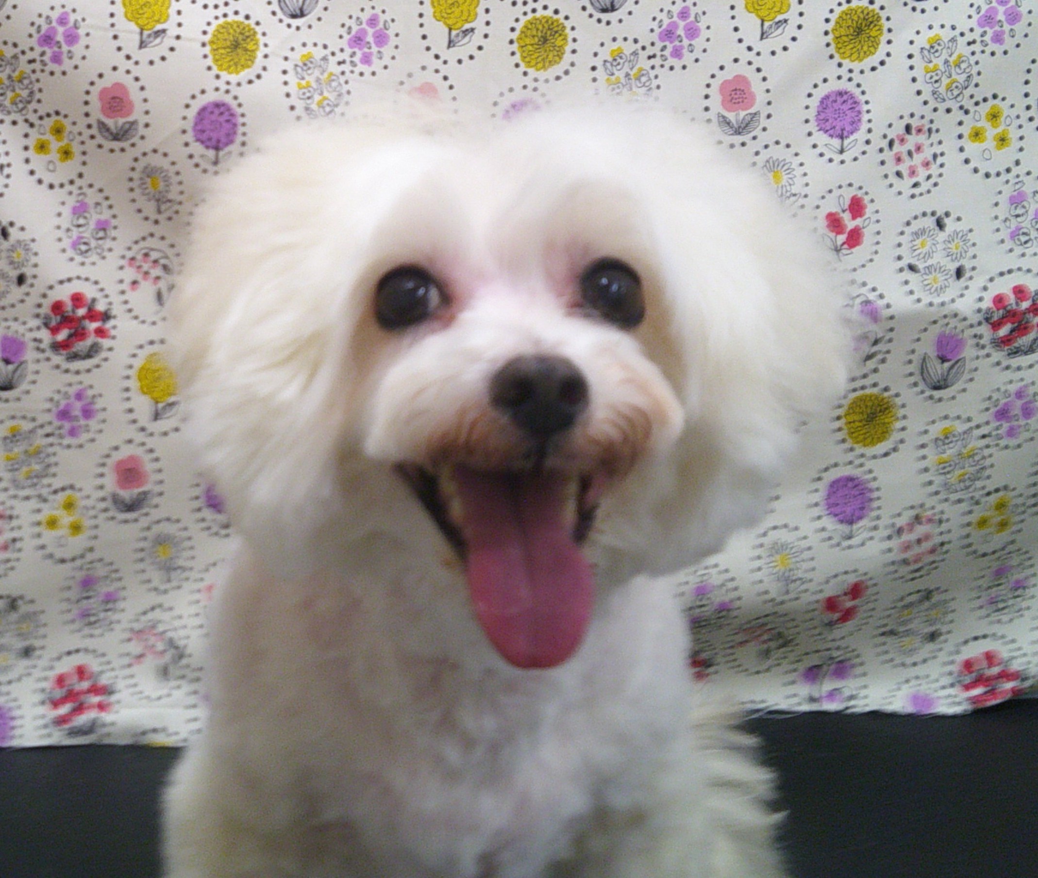 2025.11.07 さくらちゃん