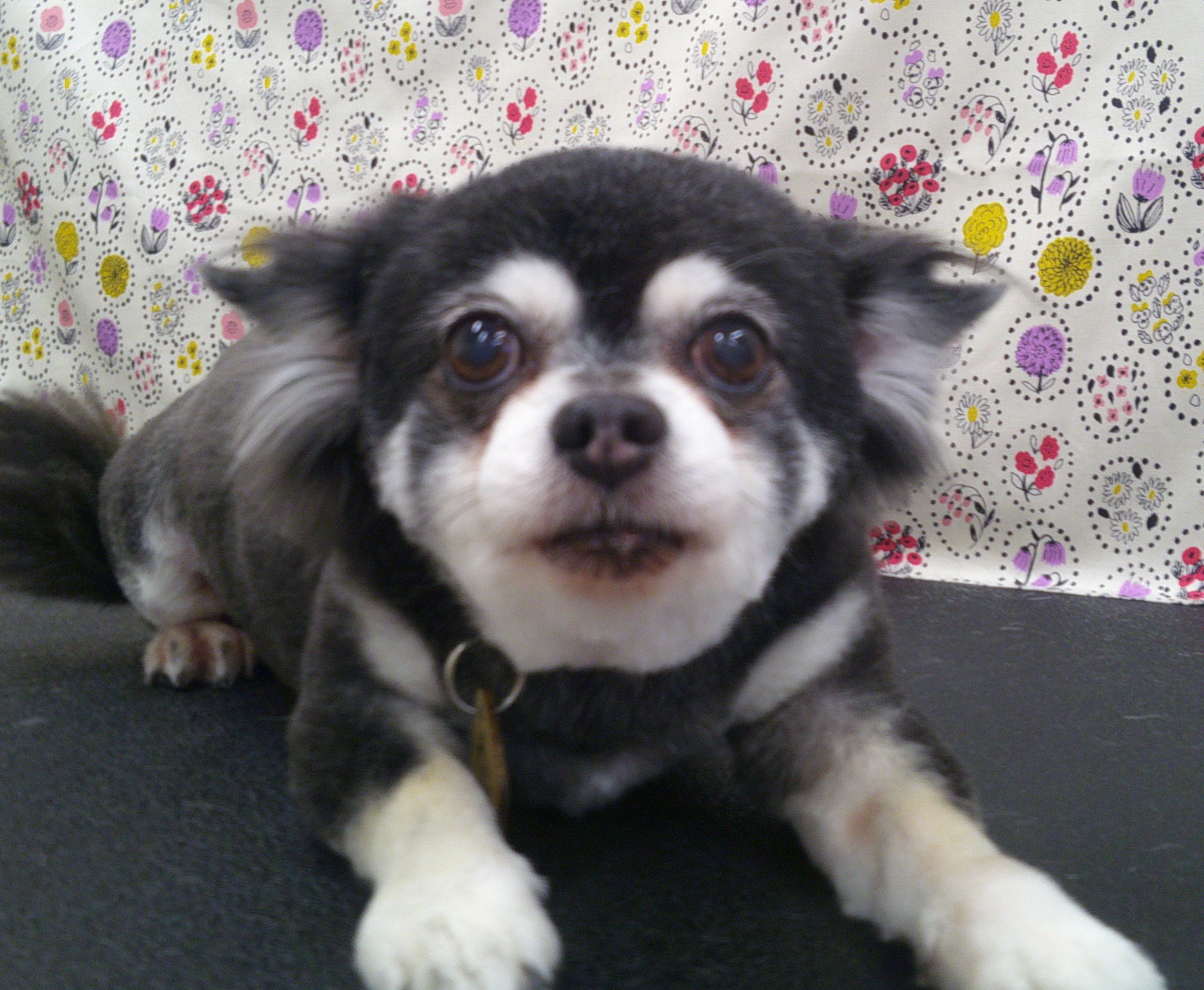 2025.11.07 クロロくん