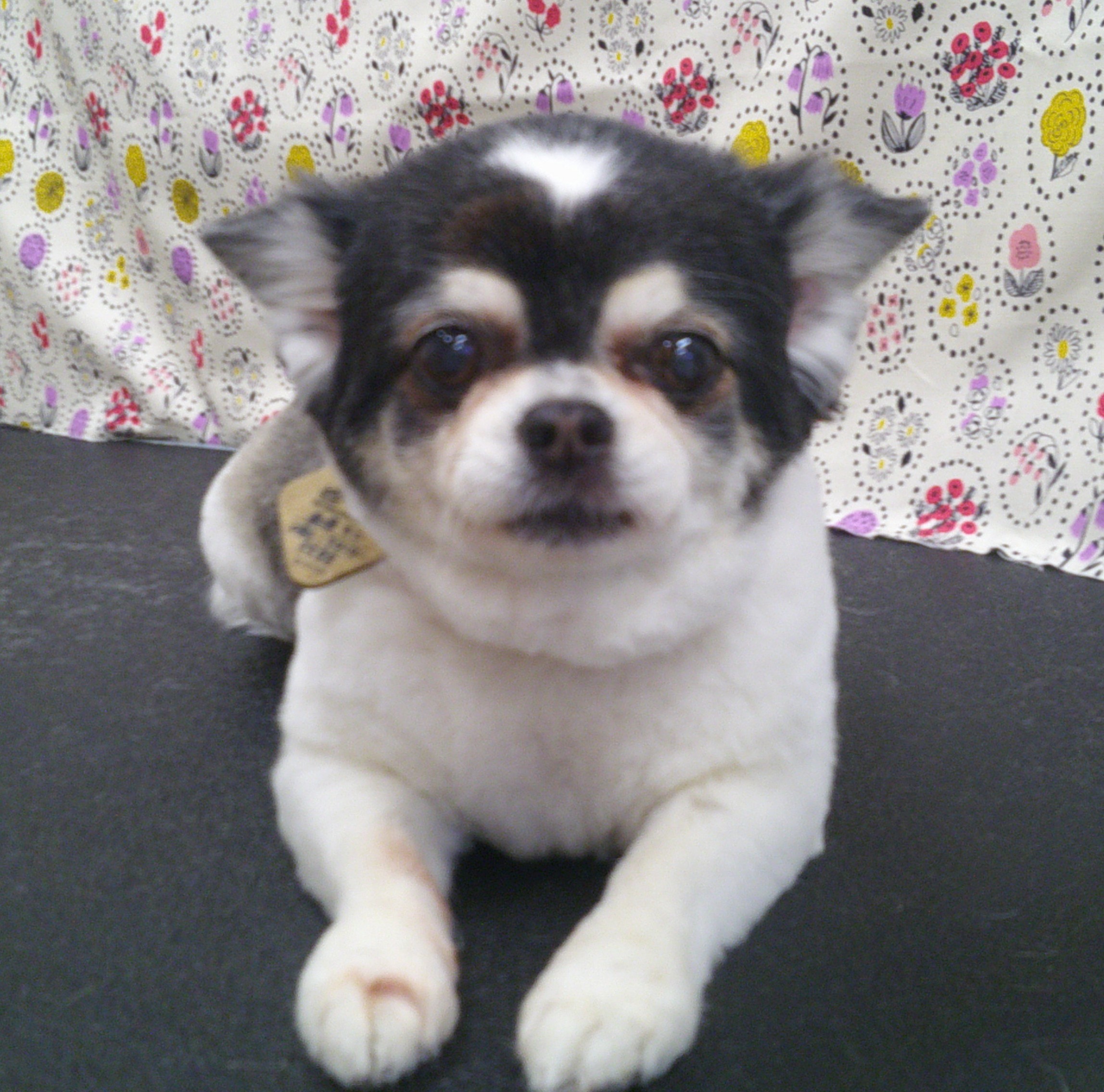 2025.11.07 チコちゃん