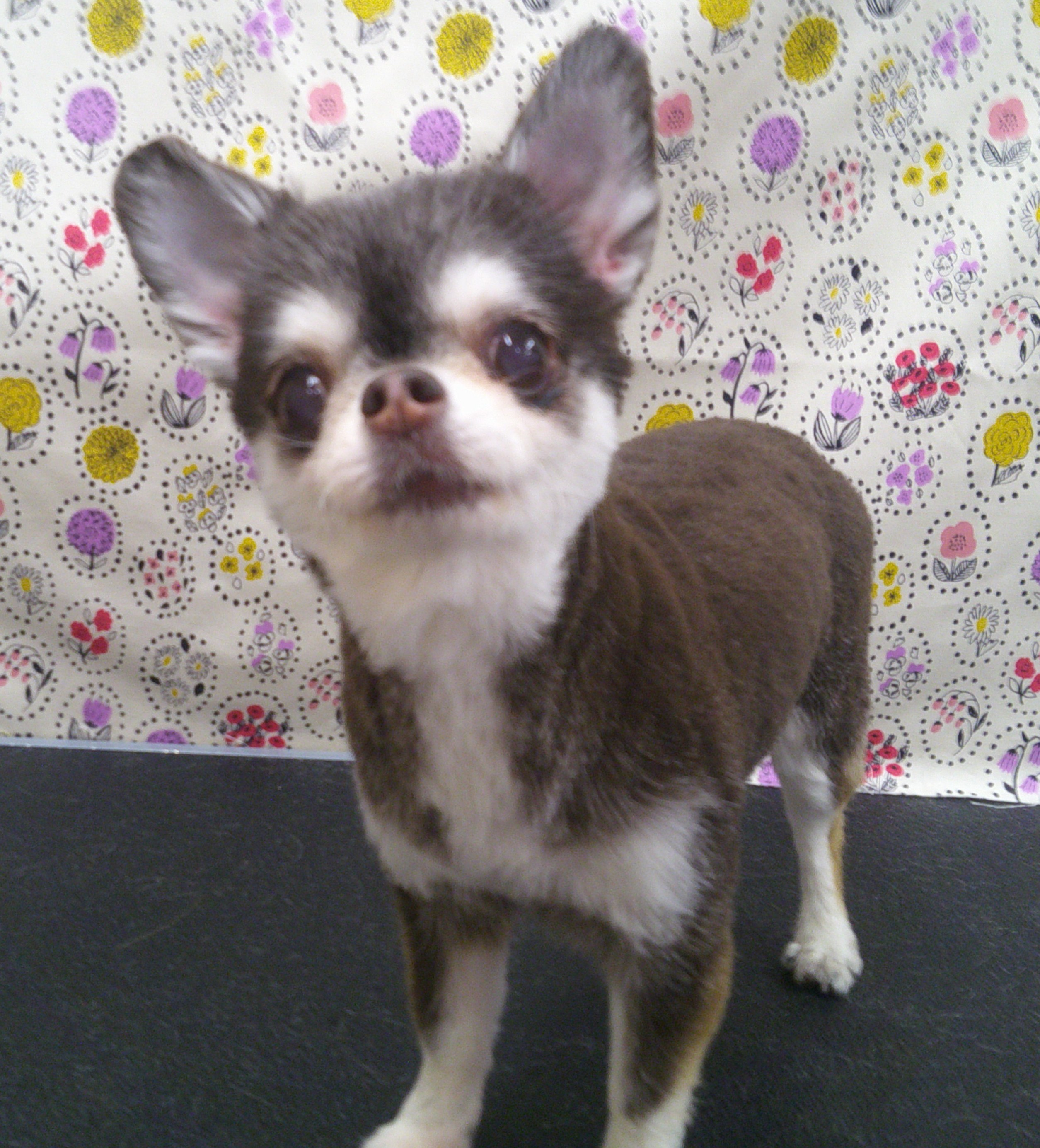 2025.11.08 ココちゃん