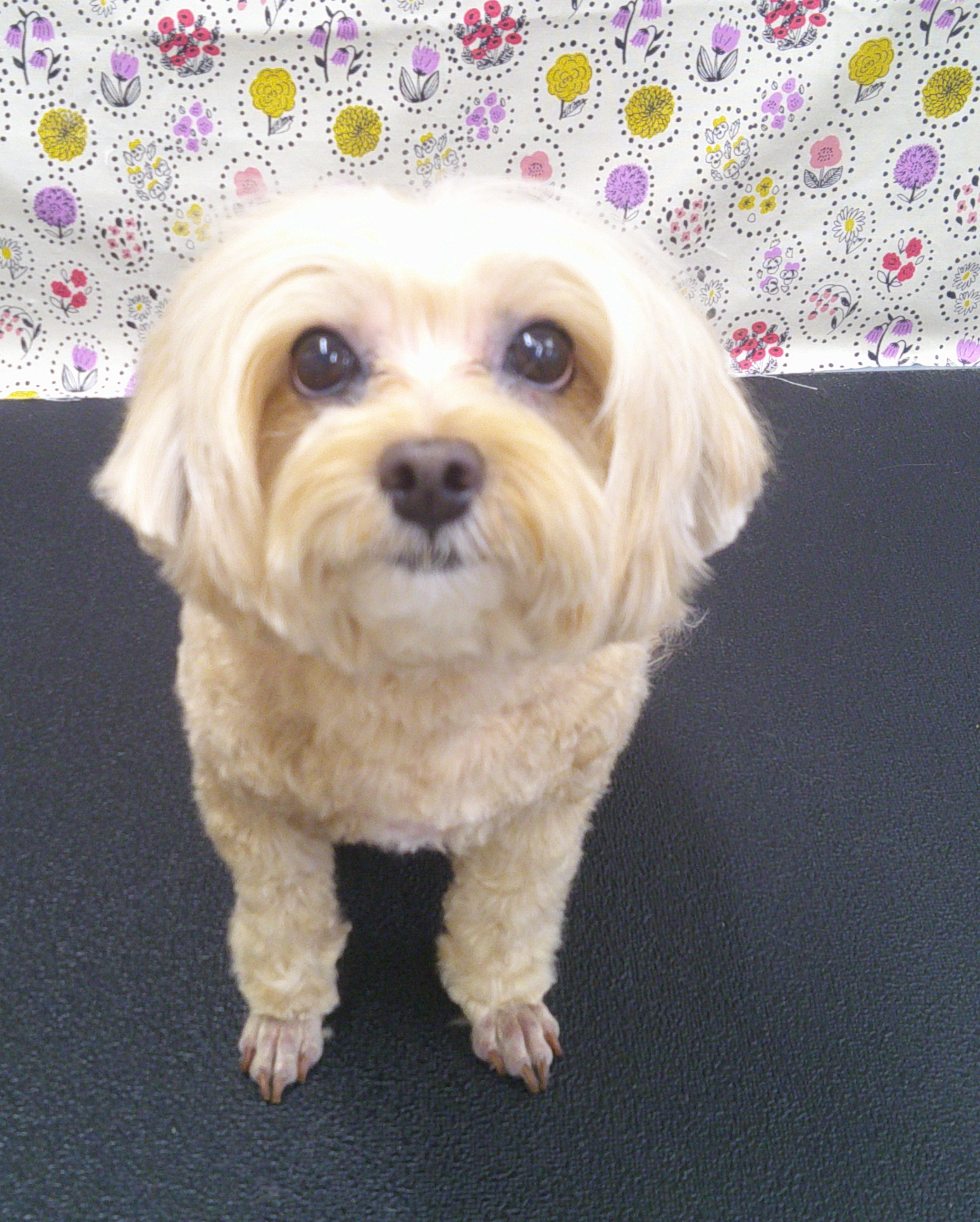 2025.11.10 はなちゃん