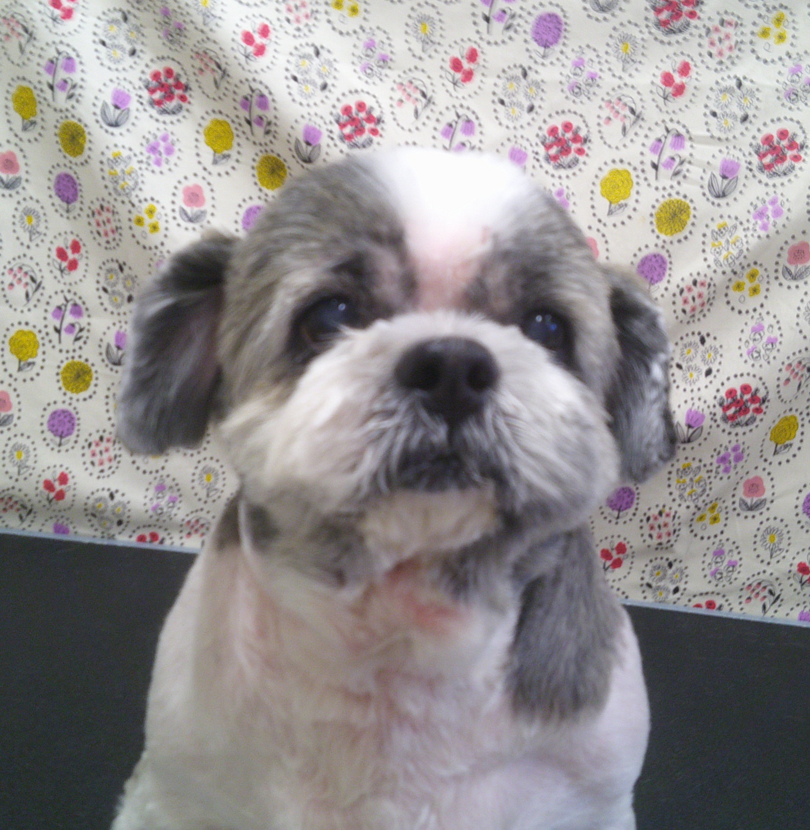 2025.11.15 シズ三郎くん