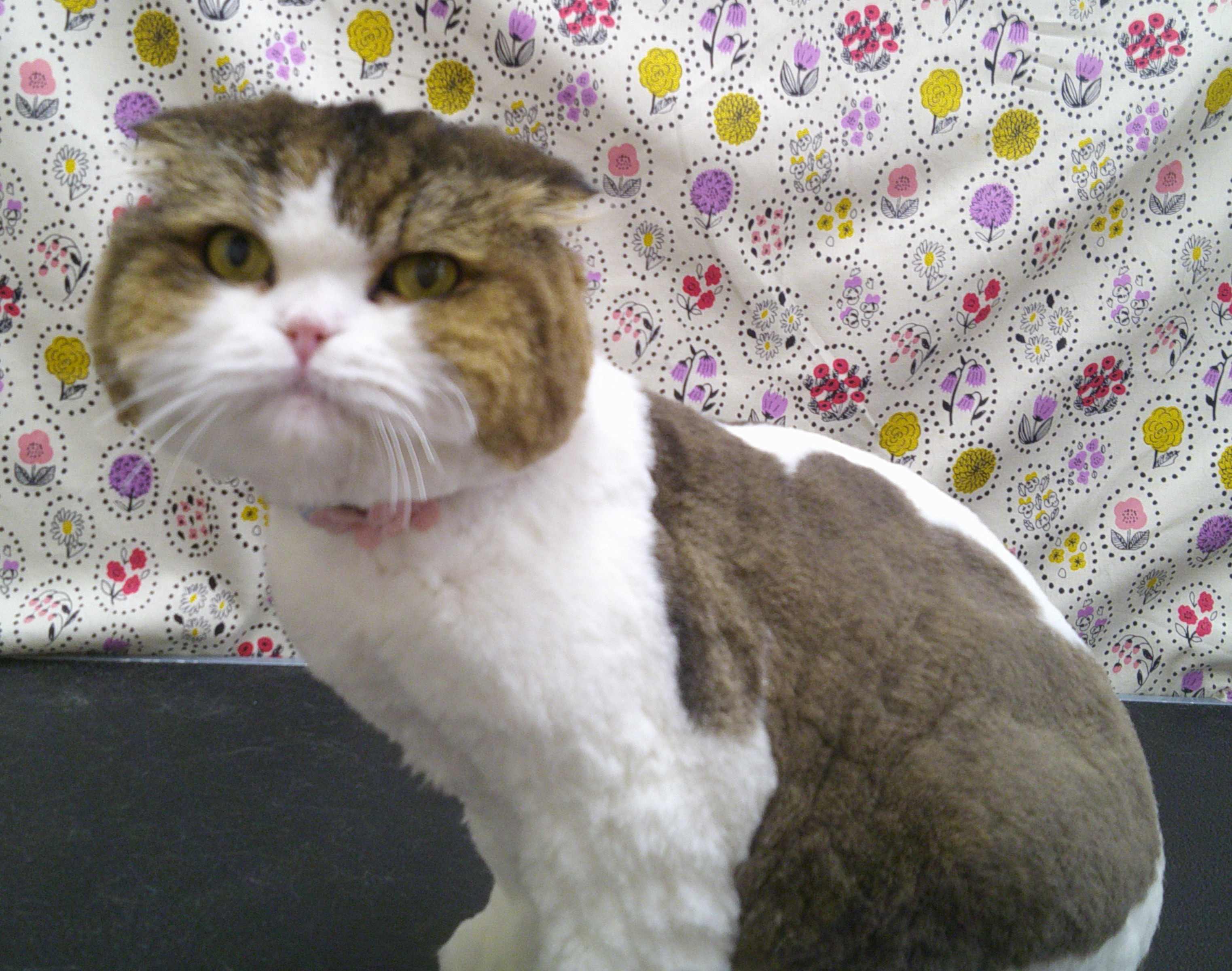 2025.11.18 トラ吉くん