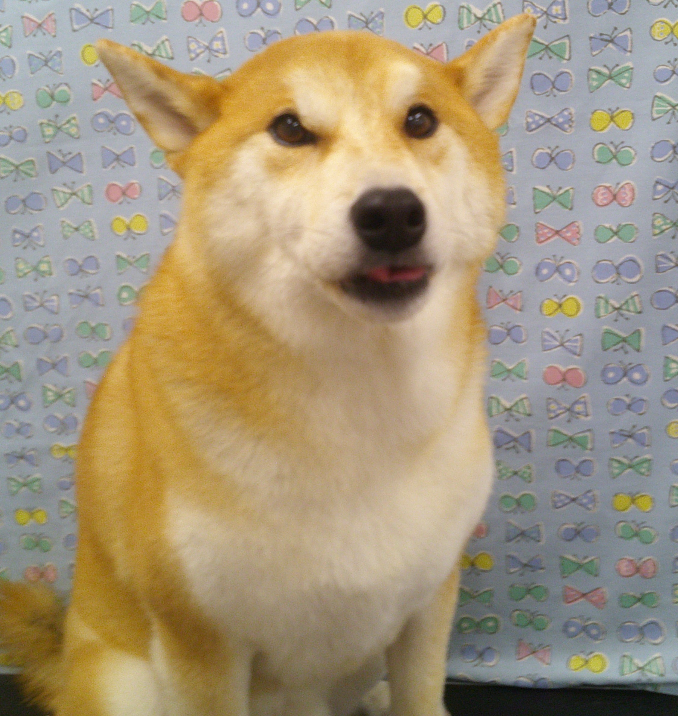 2026.07.26 こたろうちゃん